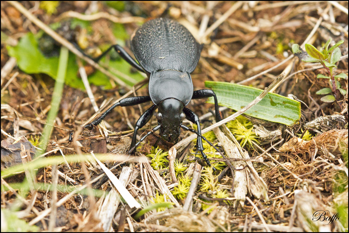 Carabus coriaceus